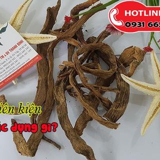 Cây Thiên Niên Kiện
