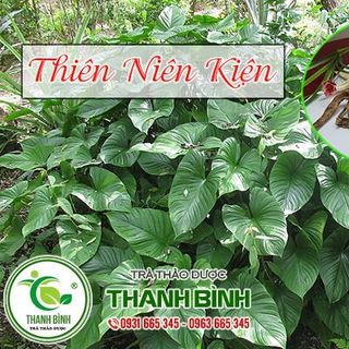 Cây Thiên Niên Kiện