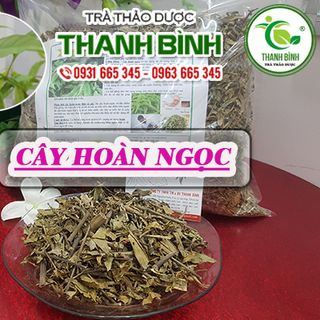 Cây Hoàn Ngọc
