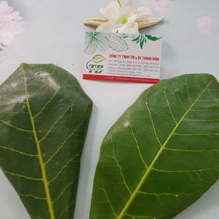 Lá Bàng Non Tươi