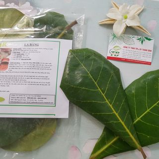 Lá Bàng Non Tươi