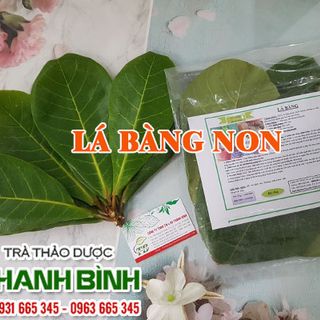 Lá Bàng Non Tươi