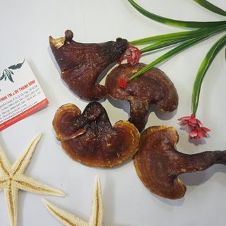 Nấm Lim Xanh Rừng