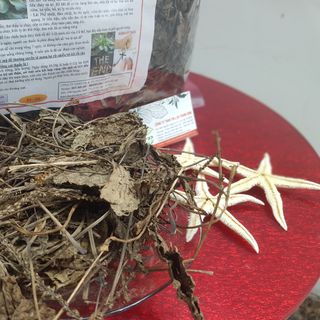 Cây Mã Đề