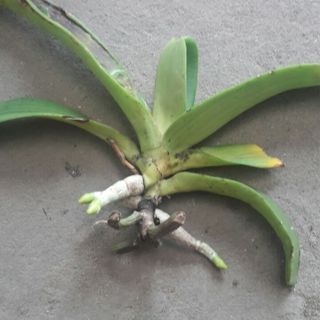 Lan Đai Châu Rừng