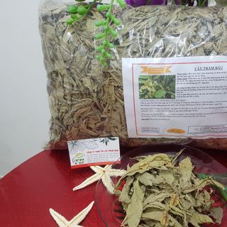 Cây Trâm Bầu