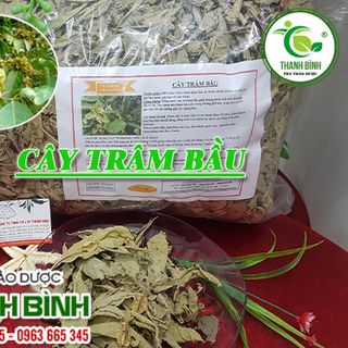 Cây Trâm Bầu