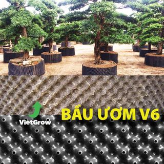 Bầu ươm cây trồng V6