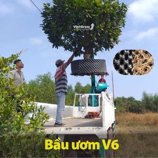 Bầu ươm cây trồng V6