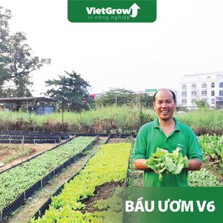 Bầu ươm cây trồng V6