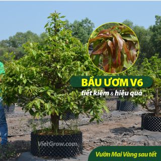 Bầu ươm cây trồng V6