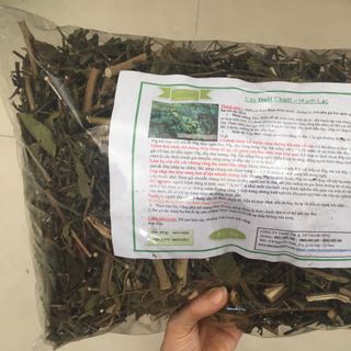 Cỏ Đuôi Chuột ( Cây Mạch Lạc )