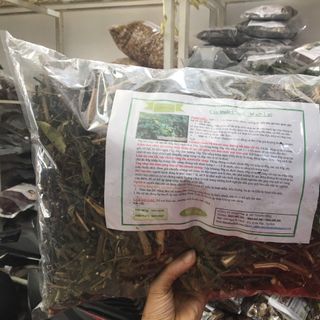 Cỏ Đuôi Chuột ( Cây Mạch Lạc )