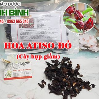 Cây Bụp Giấm (Hoa Atiso Đỏ)