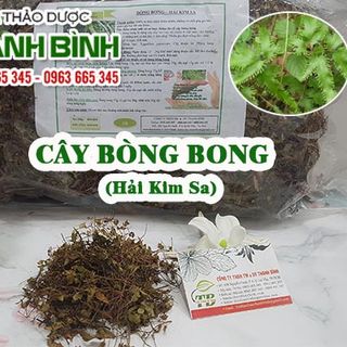 Cây Bòng Bong