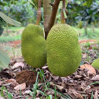 Mít thái ngon giá sỉ, bao sạch, bao ăn