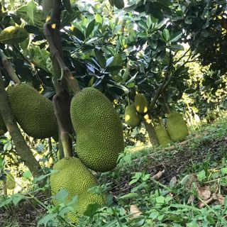 Mít thái ngon giá sỉ, bao sạch, bao ăn