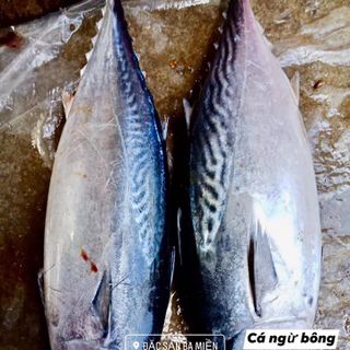 Cá Ngừ Bông- Phú Yên