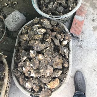 bán buôn hầu sữa, ngao 2 cùi quảng ninh