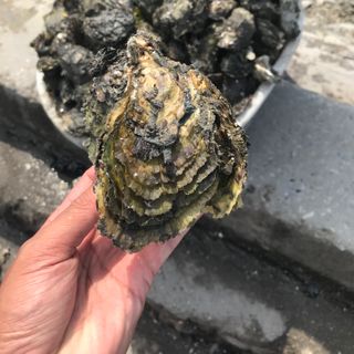 bán buôn, bán lẻ hầu sữa, ngao 2 cùi quảng ninh