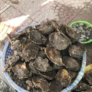 bán buôn, bán lẻ hầu sữa, ngao 2 cùi quảng ninh