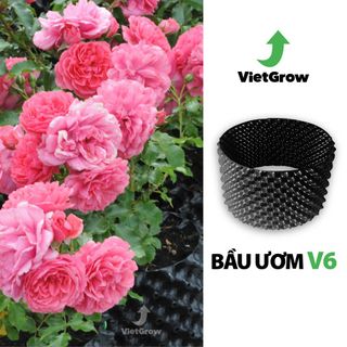 Đế G7 bầu ươm cây trồng