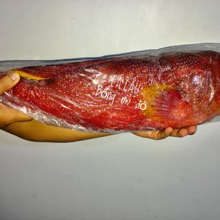 Cá mú đỏ- Đảo Phú Qúy