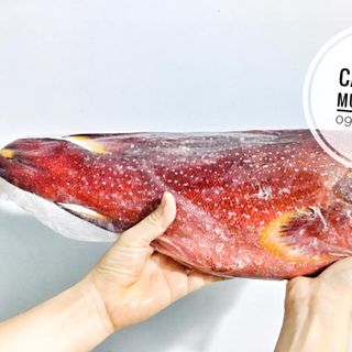 Cá mú đỏ- Đảo Phú Qúy