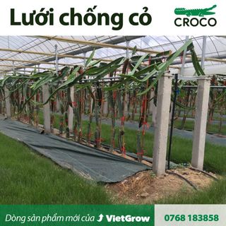LƯỚI CHỐNG CỎ HIỆU CÁ SẤU CROCO