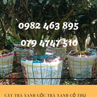 Bán cây trà xanh trồng chậu