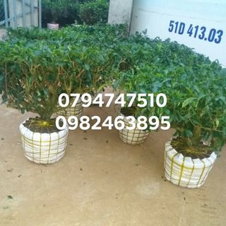 Bán cây trà xanh trồng chậu