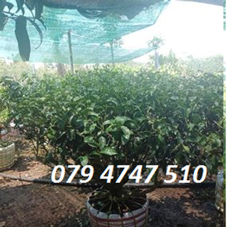 Bán cây trà xanh trồng chậu