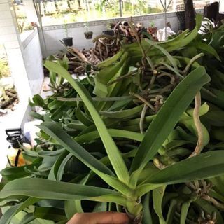 Lan Đai Châu Rừng Bóc Trụ Hàng To