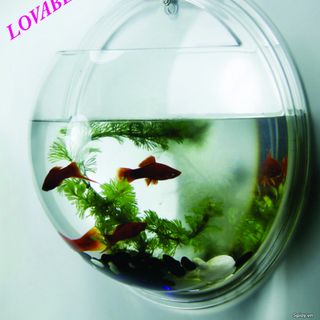 Bể cá treo tường AQUARIUS - 23.5cm