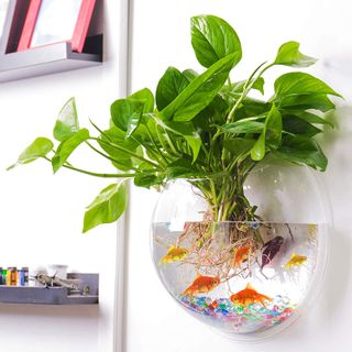 Bể cá treo tường AQUARIUS - 23.5cm