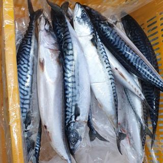 Cá saba Na Uy nguyên con