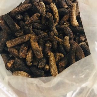 Chuối hột rừng