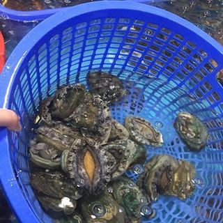 bào ngư hàn quốc sống size 17-18con /kg