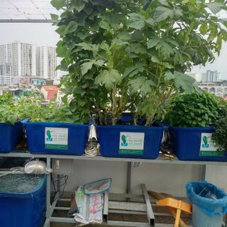 Thùng nhựa 1000 lít nuôi cá cảnh giá rẻ
