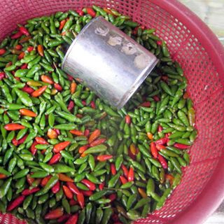 Ớt Gió Hà Giang