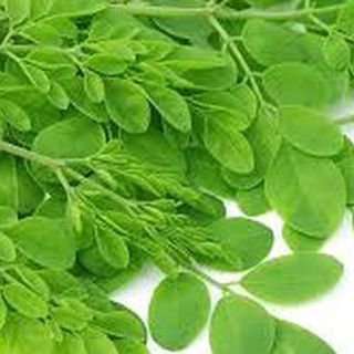 Moringa Leaves (Lá Chùm Ngây)
