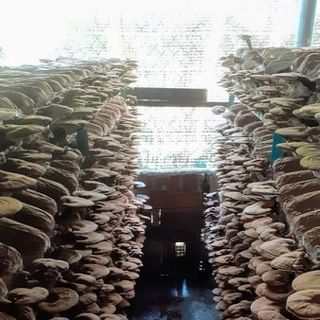 NẤM LINH CHI VƯỜN