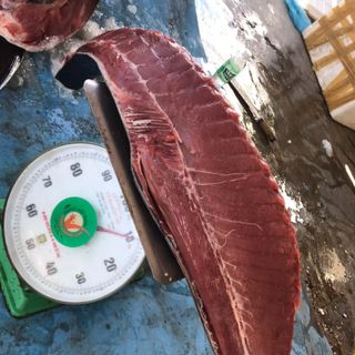 Cá ngừ Đại Dương Nguyên Con giá sỉ