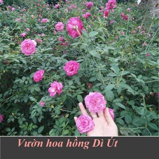 Nước hoa hồng chưng cất Dì Út - Rose Hydrosol Dì Út Handmade