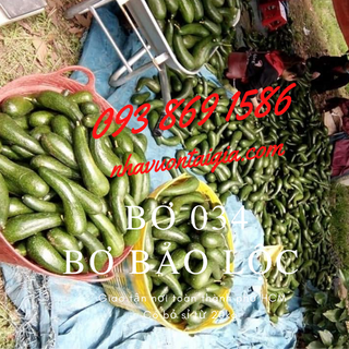 Bơ 034 sỉ 4 trái/kg Bơ Lâm Đồng Nhà Vườn Tại Gia