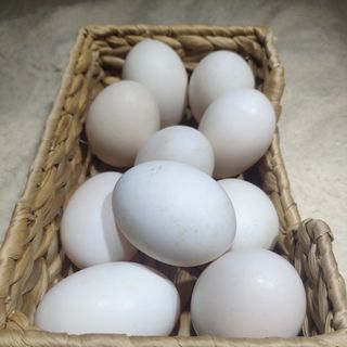 Trứng vịt chạy đồng lốc 10 trứng