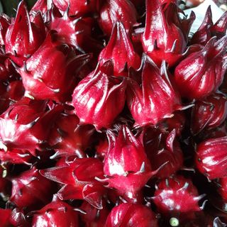 Hoa Tươi Atiso Đỏ