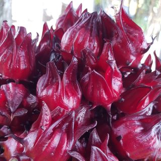 Hoa Tươi Atiso Đỏ
