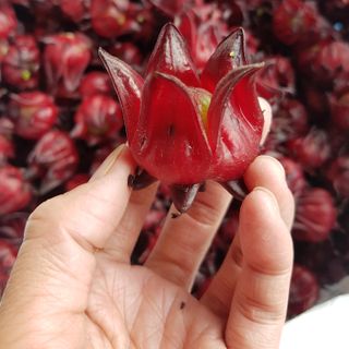 Hoa Tươi Atiso Đỏ