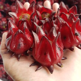 Hoa Tươi Atiso Đỏ